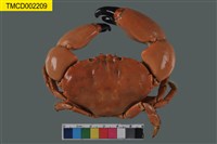 藏品(繆氏哲蟹)的圖片